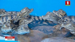 Сразу 17 крокодиловых кайманов родились в Минском зоопарке