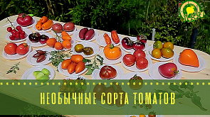 Необычные сорта томатов - в программе "Дача"