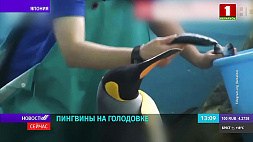 Японские пингвины объявили голодовку