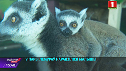 В Минском зоопарке пополнение: у пары лемуров родились малыши