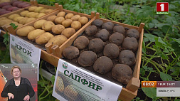 Белорусские сорта картофеля прижились на Cахалине