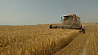 Высокая урожайность, несмотря на засуху: аграрии Беларуси убирают озимый ячмень