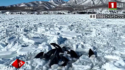 Стая краснокнижных касаток попала в ледяную ловушку в Тихом океане