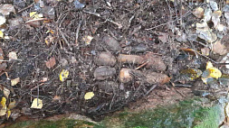 В лесу Свислочского района обнаружили 6 гранат времен Великой Отечественной войны