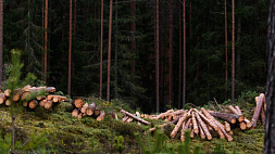 Финны начали вырубать свой лес
