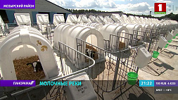 Молоко экстра-класса: как работает сельхозгигант в Гомельской области?