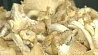 Количество случаев отравления грибами постепенно снижается
