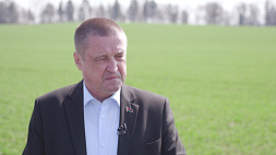 Заяц: В Беларуси увеличили посевы озимого рапса - планируют получить 1 млн т масла
