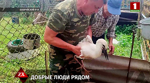 В Бобруйском районе упало гнездо аистов: на помощь птенцам пришли сельчане 