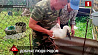 В Бобруйском районе упало гнездо аистов: на помощь птенцам пришли сельчане 
