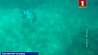 У берегов Багамских островов акула напала на мужчину