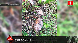 В Барановичском районе гранату времен Великой Отечественной у себя на участке нашел местный житель