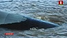ВМС Аргентины, по всей видимости, обнаружили пропавшую год назад подводную лодку Сан-Хуан