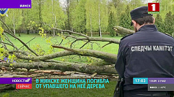 На женщину в Минске упало дерево из-за непогоды - она погибла