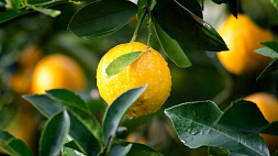 Апельсины, лимоны, цитроны, бергамот, кумкват и даже помело - лимонарий Ботанического сада приглашает