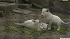 Посетители зоопарка в венгерском городе Ньиредьхаза впервые увидели тройку белых львят