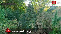 В поселке Ружаны уничтожили плантацию конопли общим весом около 250 кг