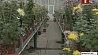 В ботаническом саду столицы еще можно увидеть  хризантемы