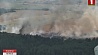 В нынешнем году в Минской области огонь уничтожил почти 200 гектаров леса