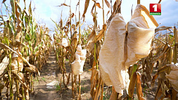 Около 2-3 тыс. гибридных комбинаций  кукурузы появляется каждый год на селекционном поле Полесского института растениеводства