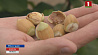 В Минской области выращивают фундук 