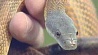 Трех  жителей столичного региона покусали змеи только за последний месяц
