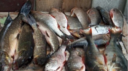 Троих жителей Брестской области задержали за кражу 165 кг рыбы