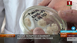 Ученые Беларуси осваивают микроклонирование растений