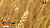 Полтора процента площади зерновых на сегодня смолочено в Минской области