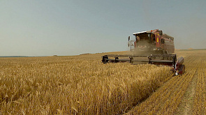 В Беларуси общий каравай зерновых и зернобобовых весит 3 млн 176 тыс. тонн