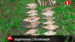 Троих жителей Кричева подозревают в браконьерстве и незаконной транспортировке рыбы