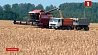 Беларусь по намолоту зерна уверенно приближается к 4-миллионному рубежу