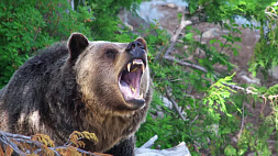 Медведь гризли напал на семейную пару в канадском парке, разъяренный хищник убил и их собаку  
