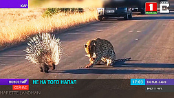 В ЮАР леопард полтора часа пытался съесть дикобраза