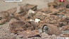 Фрагменты самолета и человеческие останки найдены в Кобринском районе