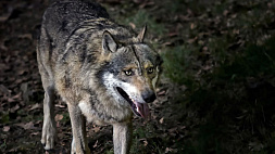 Волк пытался напасть на людей в Пинском районе 