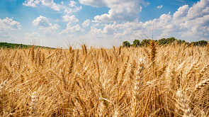 Сколько зерновых по Беларуси осталось убрать аграриям?