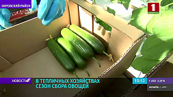 Сельхозпредприятия Беларуси увеличивают объемы производства овощей