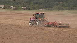 Белорусские аграрии собрали более 6 млн тонн зерна и рапса