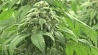 Канада планирует включить оценки доходов от выращивания, продажи марихуаны  в расчет ВВП 