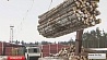 Президент дал согласие на экспорт в этом году почти двух миллионов кубометров необработанной древесины