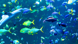 Затопление зала в Севастопольском аквариуме-музее стало причиной гибели свыше 500 морских животных