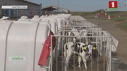 Комитет госконтроля: за 8 месяцев  года падеж скота в стране вырос на 111 %