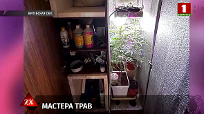 Мастера трав. В Витебской области выявлены сразу три помещения для выращивания наркотиков