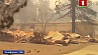 Количество жертв лесных пожаров в Калифорнии увеличилось до 59