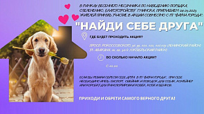 Акция по пристройству бездомных котов и собак "Найди себе друга" пройдет в Минске 8 апреля