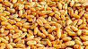 МВФ прогнозирует рост цен на зерно 
