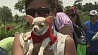 Предрождественский парад собак прошел в пригороде перуанской столицы