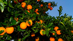Фермеры в Португалии раздают апельсины из-за санкций