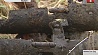 В Сенненском районе Витебской области из болота поднимают редкий тяжелый танк 